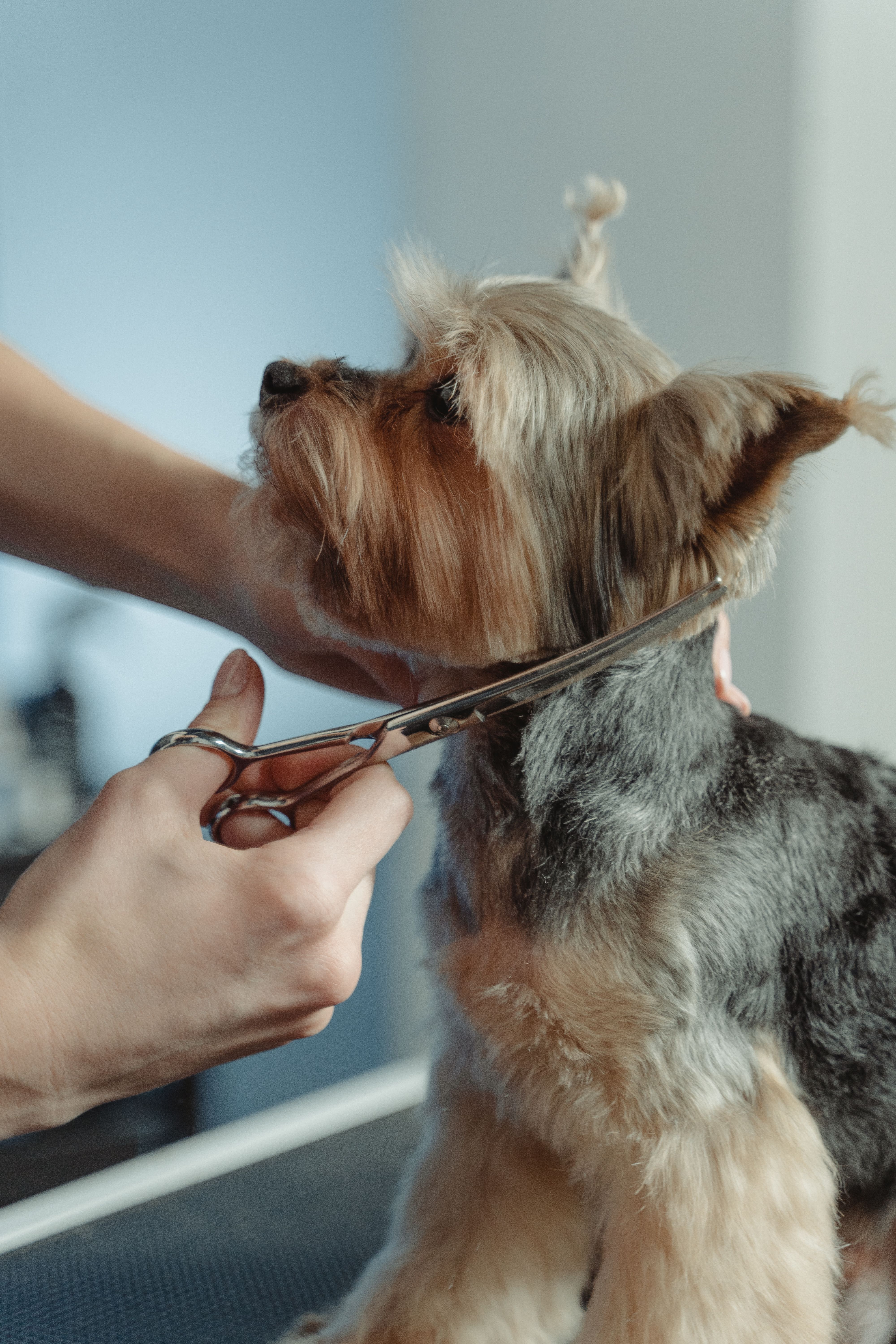 Detalle de acabado de grooming