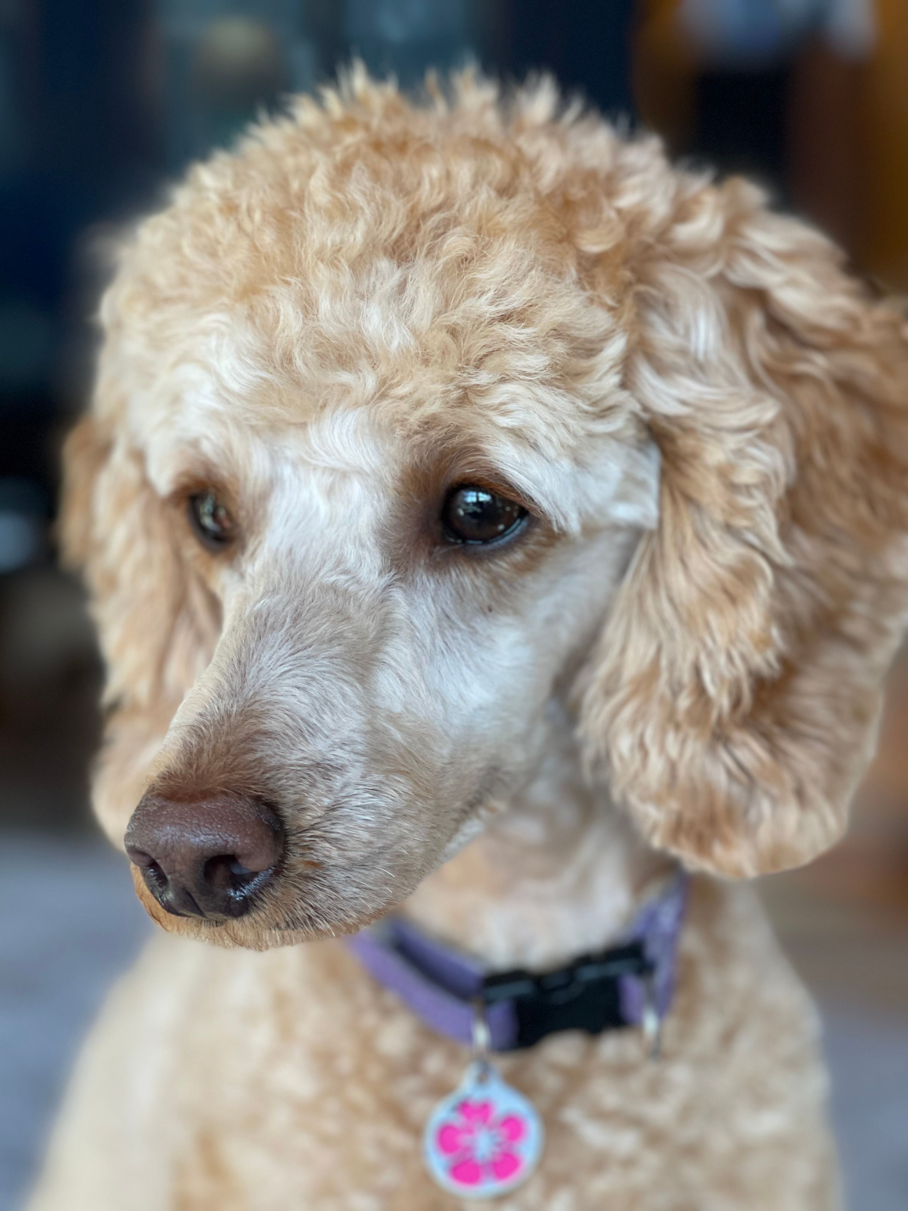 Perro con estilo de grooming