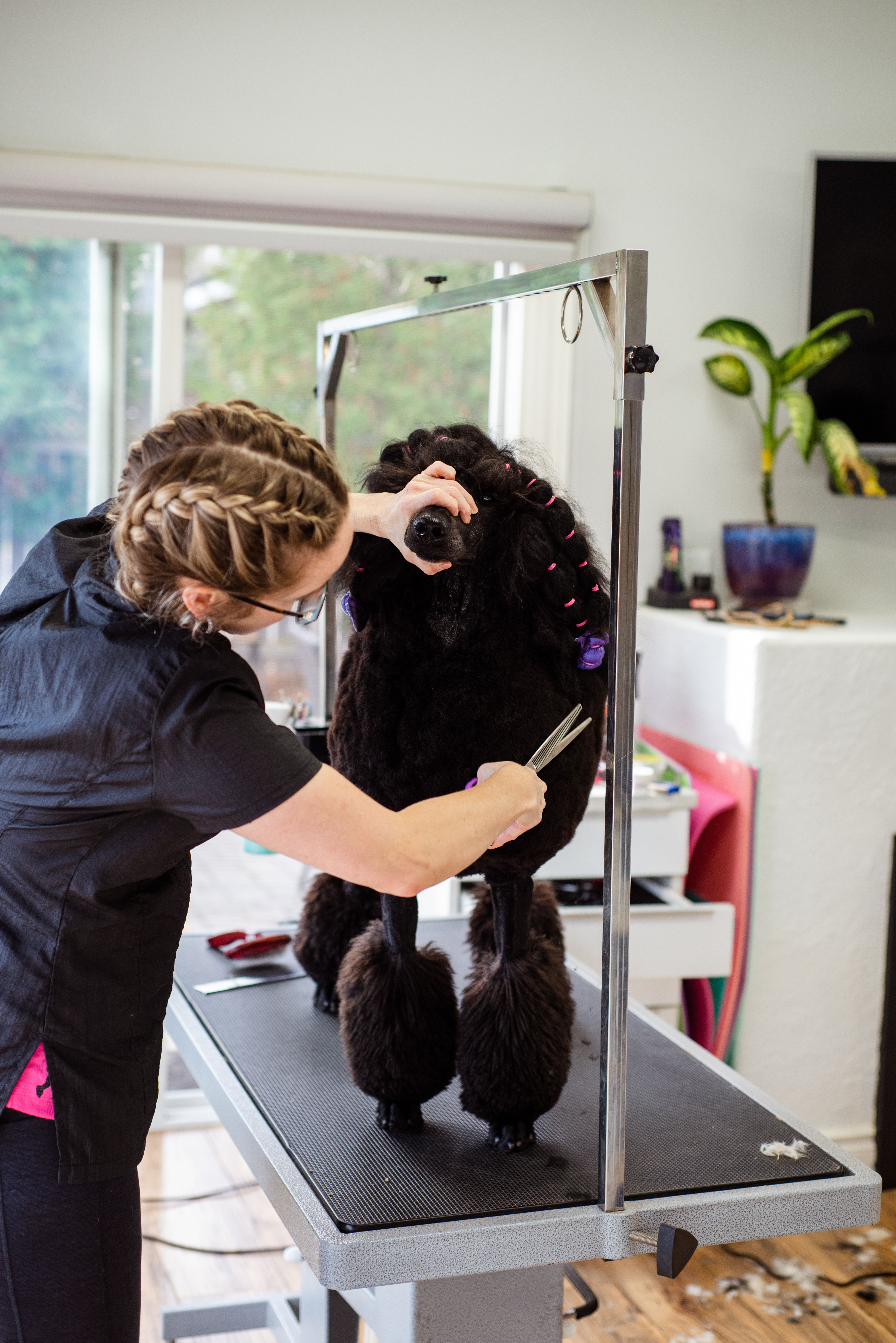 Groomer trabajando con una mascota